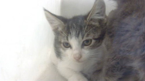 MILO - Domestic Short Hair available for adoption