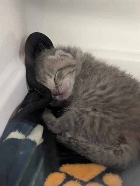 G Chris - Domestic Short Hair