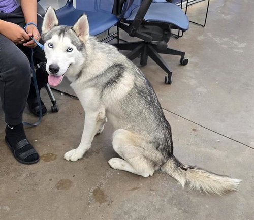 IKER - Siberian Husky available for adoption