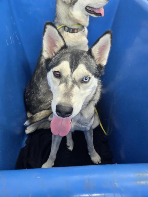 MAKANI - Siberian Husky available for adoption