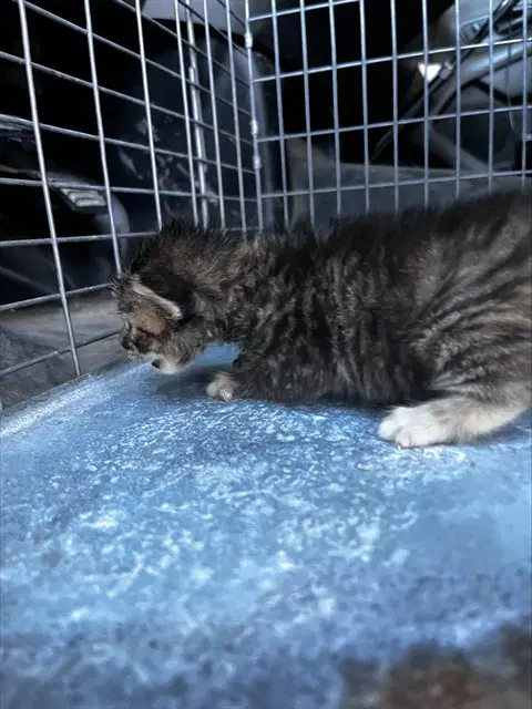 Eleanor - Domestic Medium Hair