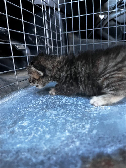 ELEANOR - Domestic Medium Hair available for adoption