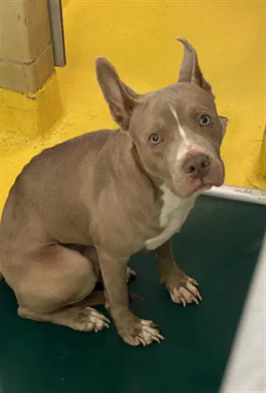 Rudy - Pit Bull Terrier