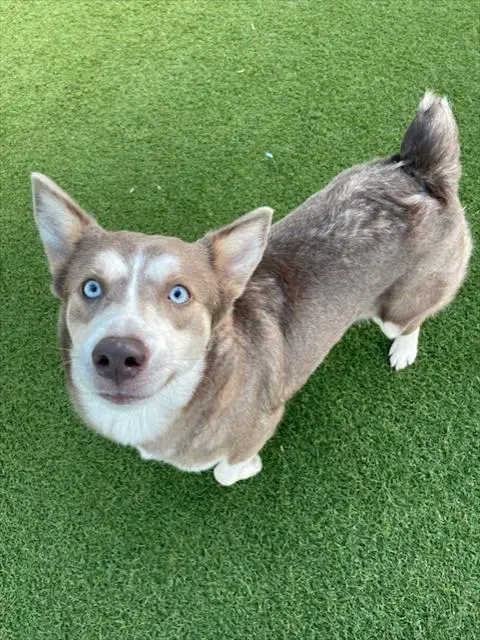 Daisy - Siberian Husky