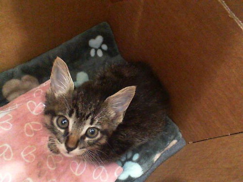 CODY - Domestic Short Hair available for adoption