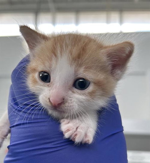SAJA - Domestic Short Hair available for adoption