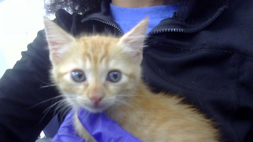 LILIAH - Domestic Short Hair available for adoption
