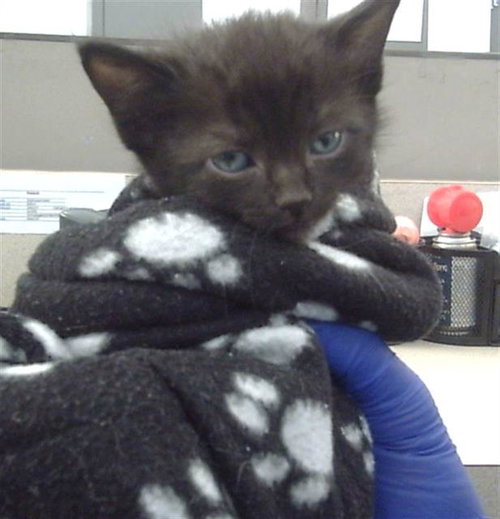 picture of the cat needing adoption