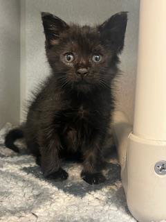 NOIR - Domestic Short Hair available for adoption