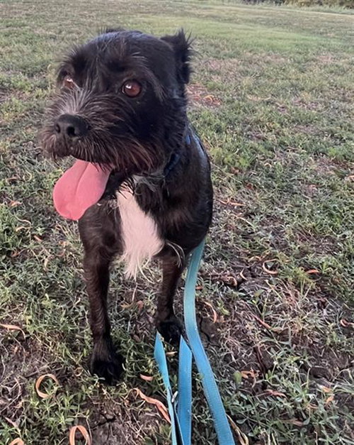 CHESTER - Miniature Schnauzer available for adoption