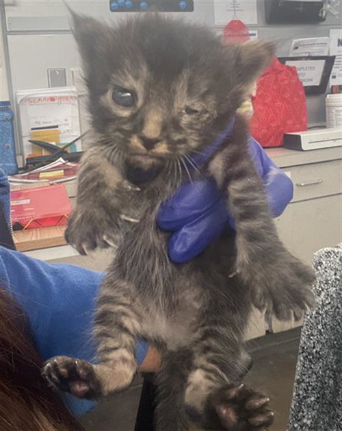 picture of the cat needing adoption