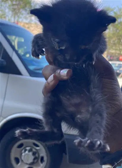 Scrub - Domestic Short Hair