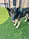 BANDIT - Photo 1