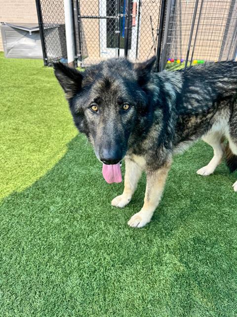 BANDIT - German Shepherd Dog available for adoption