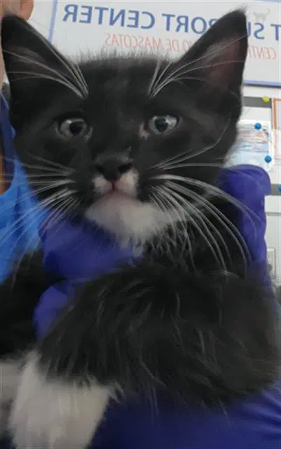 Simba - Domestic Short Hair