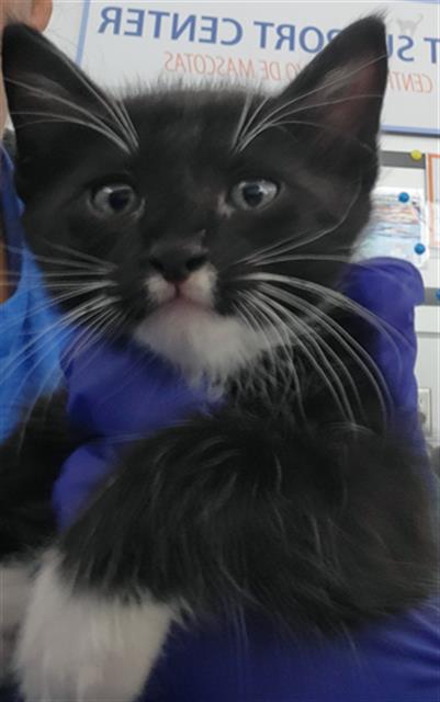 picture of the cat needing adoption