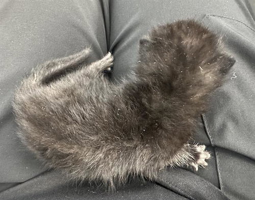 GRIMLY - Domestic Short Hair available for adoption