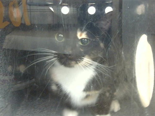 NEBULA - Domestic Short Hair available for adoption
