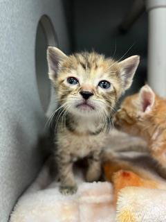 picture of the cat needing adoption
