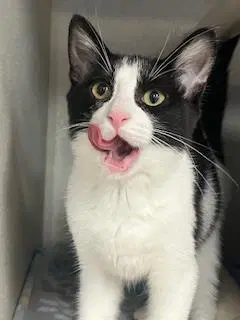 Emily - Domestic Short Hair
