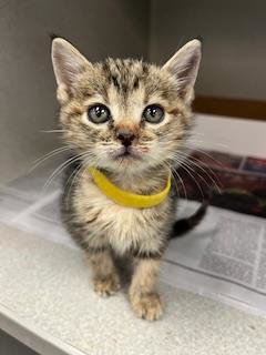 IREA - Domestic Short Hair available for adoption