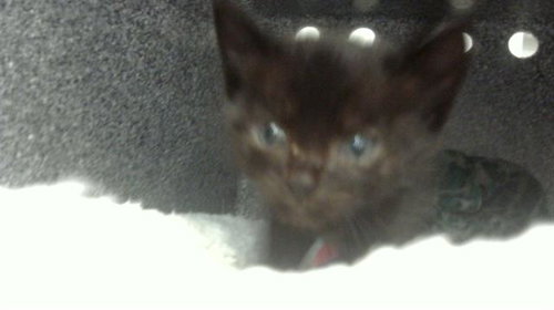 SR.ARCHABLE - Domestic Short Hair available for adoption