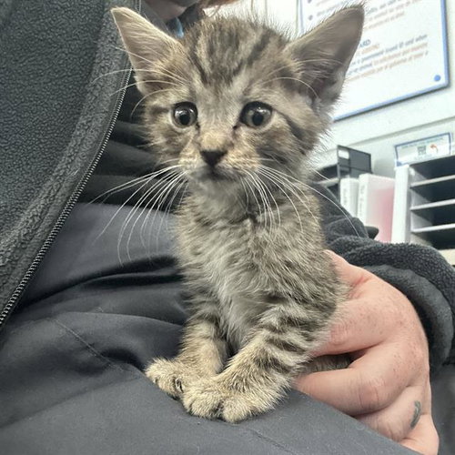 APOLLO - Domestic Short Hair available for adoption