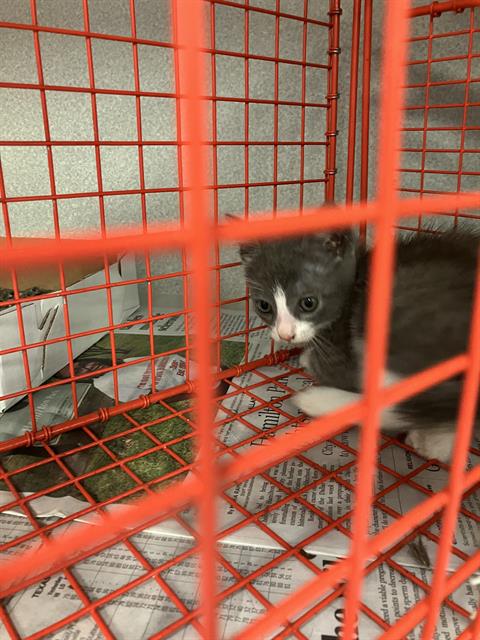 BALBOA - Domestic Short Hair available for adoption