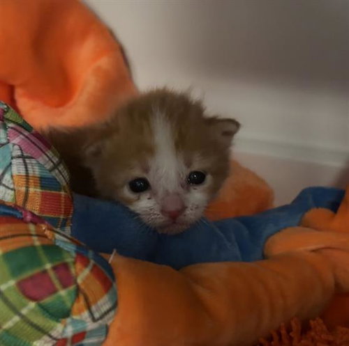 JR - Domestic Short Hair available for adoption