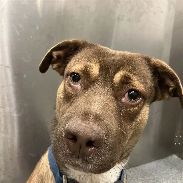 Peter - Pit Bull Terrier