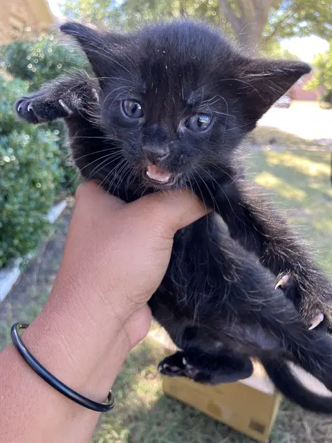 Gretta - Domestic Short Hair