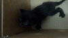 PANTHER - Photo 1