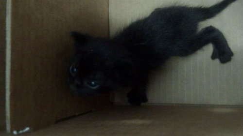 PANTHER - Domestic Short Hair available for adoption