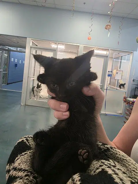 Lucifer - Domestic Short Hair