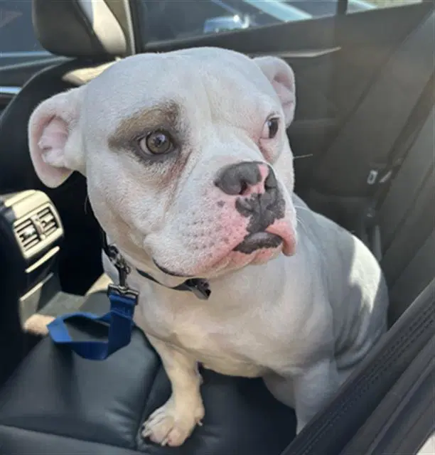 Dewy - Pit Bull Terrier
