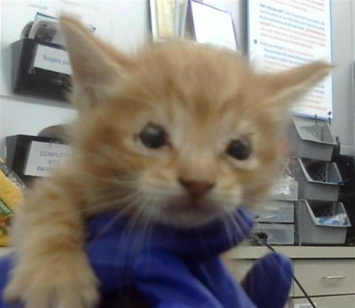 picture of the cat needing adoption