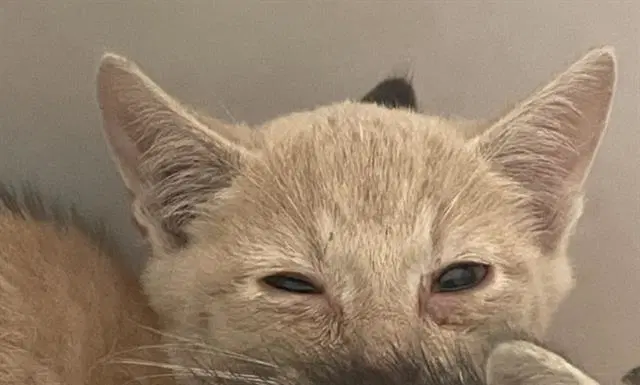 Casey - Domestic Short Hair