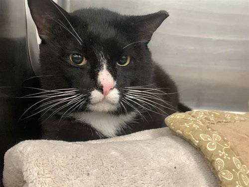 STEVE - Domestic Short Hair available for adoption