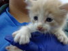 JUNIOR - Photo 1