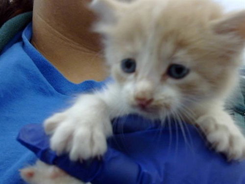 JUNIOR - Domestic Short Hair available for adoption