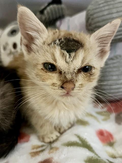 RILEY - Domestic Short Hair available for adoption