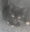 WHISKER - Photo 1