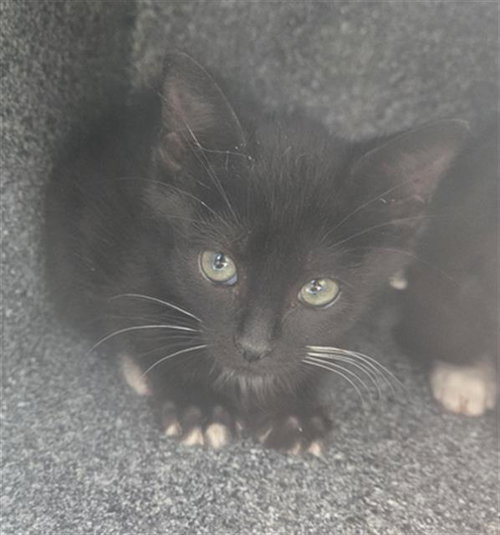 picture of the cat needing adoption