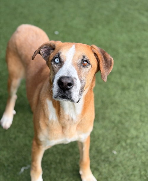 RUGER - Great Dane available for adoption