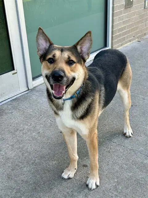 Baxter - German Shepherd Dog