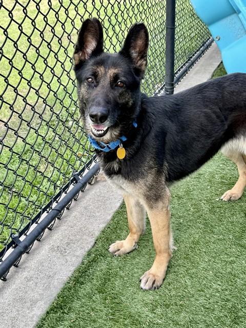 German Shepherd