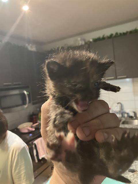 KITTEN 2 Image