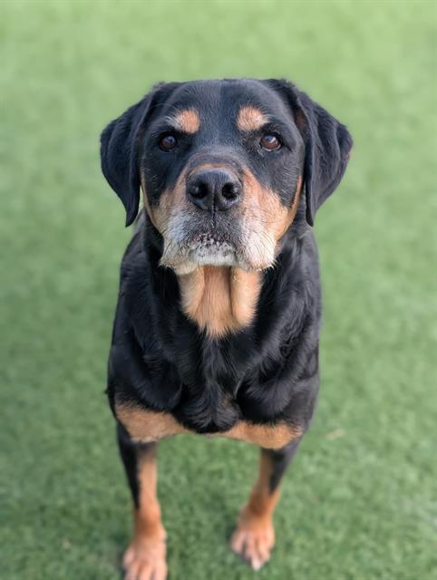 Rottweiler