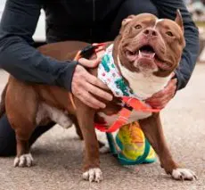 Tommy - American Pit Bull Terrier
