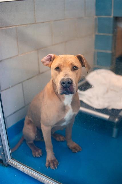 FIONA - Pit Bull Terrier available for adoption